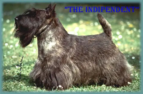 BALGAIR The Independent