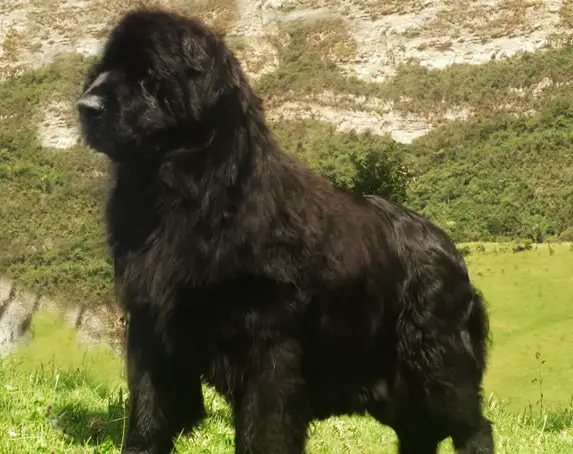 Aby del Gran Oso Negro