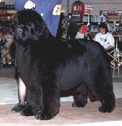 Atwater Crazy-Diamond Borgoleonardo