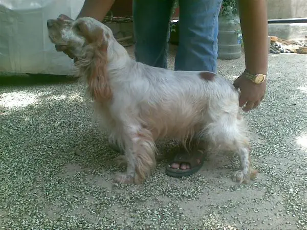 Jaspar's White Mandarin