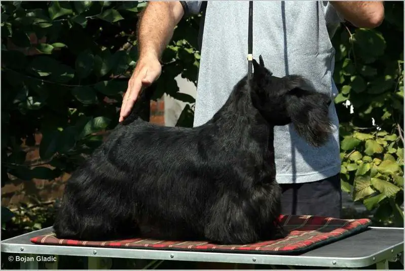 From Dash Mountain Farm's Desperado