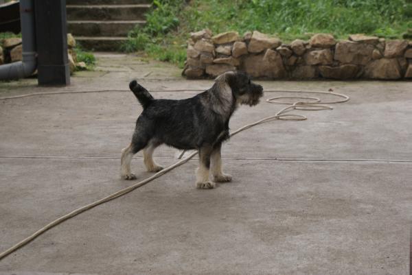 ROTT GUARDIAN ACKY