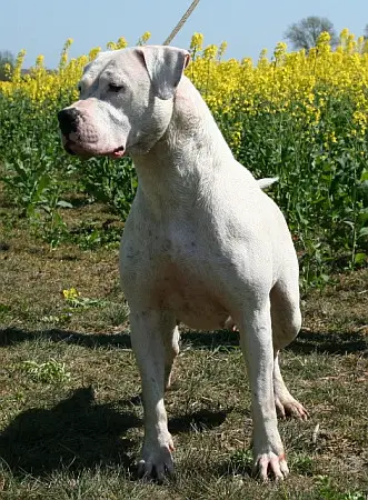 TIGIDAS EDEN
