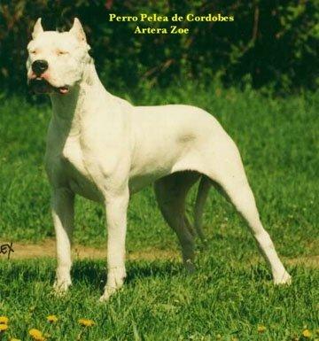 PERRO PELEA CORDOBES ARTERA ZOE