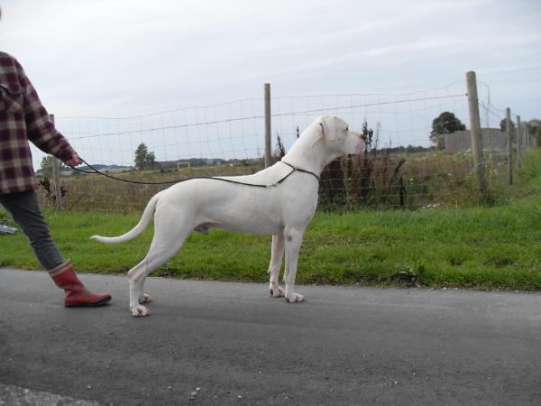 Perro Pelea Cordobes Payo