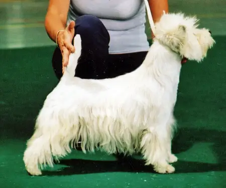 Happy White Turbo