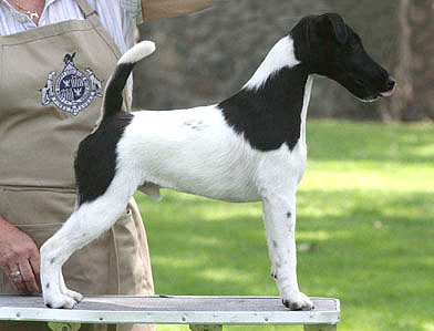 Sunlyn Highland Hunter