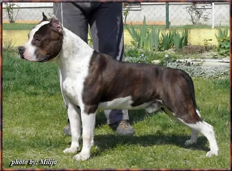 Rock sales shire terrier