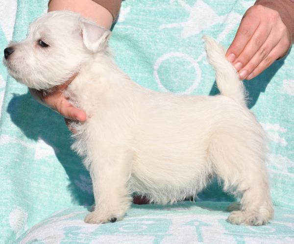 Dexter Scot von Winsberg
