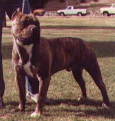 Larum's Nevada Raider
