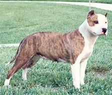 Creekside's Rdwd 2Tuff Trixie