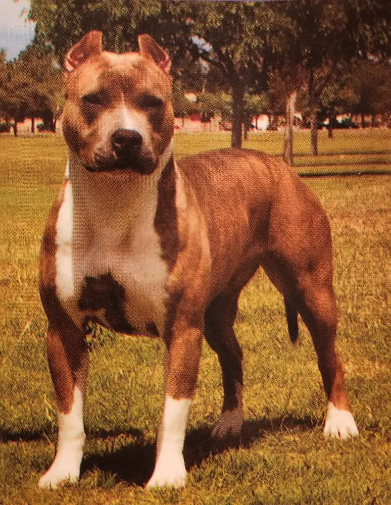 Larum's Buckshot Babe