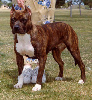 Larum's Darlin' Dawna