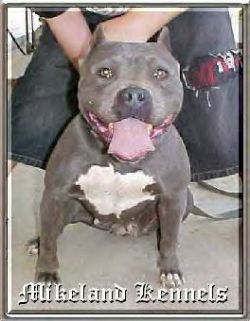 Mikeland gotti sales pitbulls