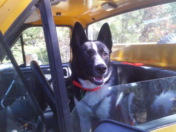 Working Dog Kennels' (Chevalley's) Taiga Laika