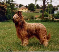 Iskander Blond de la Tour Saint Genin