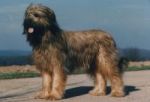 Grand Filou de la Course Sauvage