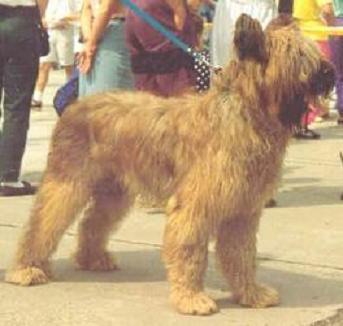 Aslan Dorza