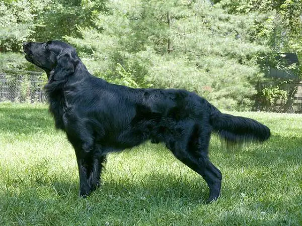 Neverland's Blue Ridge Morgan