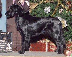 Flatford's Friend Phoebe