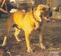 Conan 'Puerto Rico'