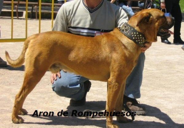Aron De Rompehuesos