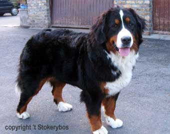 Bieke Van'T Stokerybos