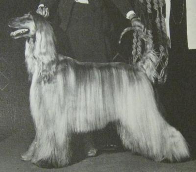 Wildenaus Bonvivant