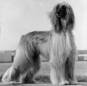 Haboob von Katwiga