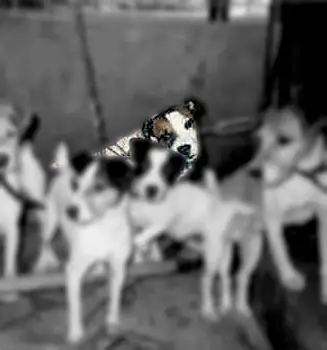 Foxwarren Psycho