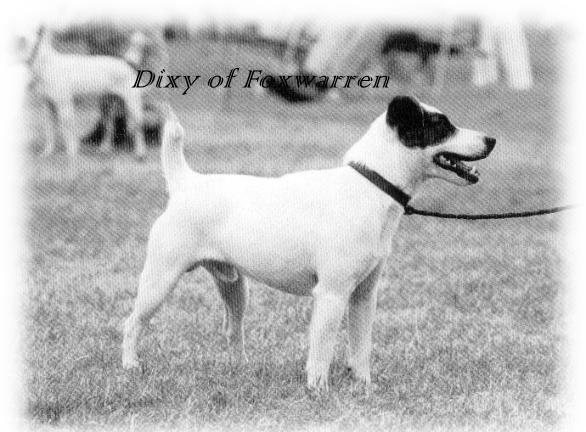 Dixie of Foxwarren