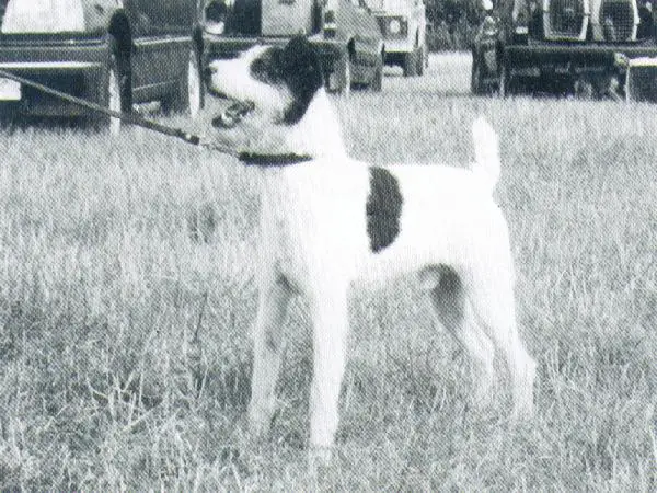 Foxwarren Dodger II