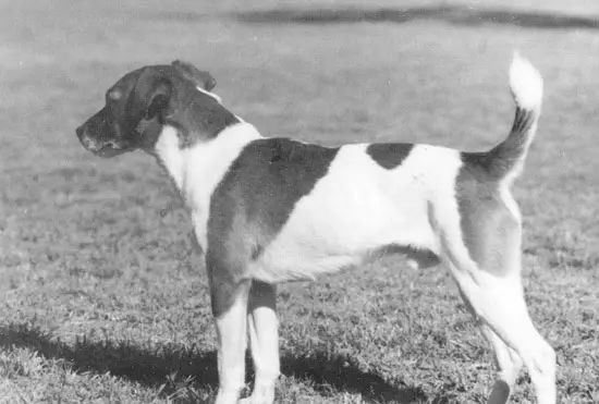 Foxwarren Hunter II