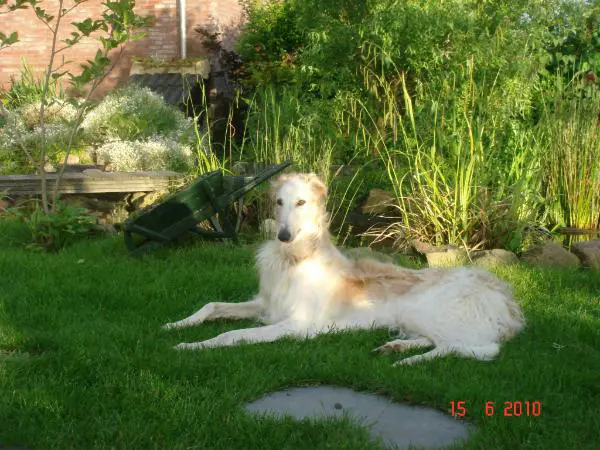 Ardagan's Gimme all your lovin'