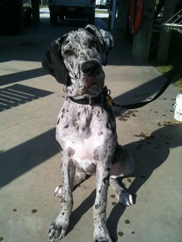 Cookies and cream deals great dane