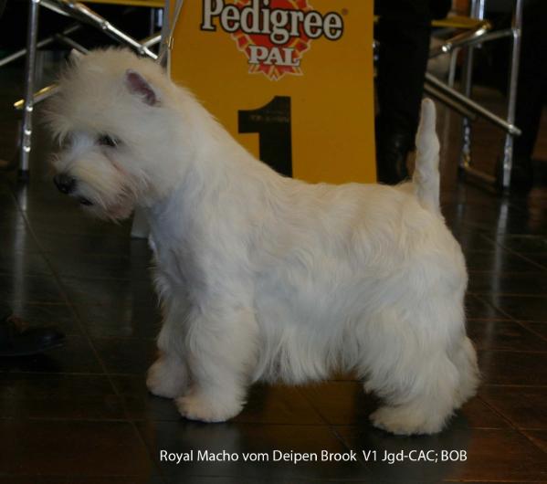Royal Macho Vom Deipen Brook