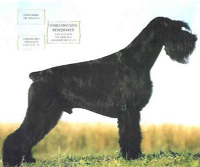 Stablemaster's NEWSMAKER