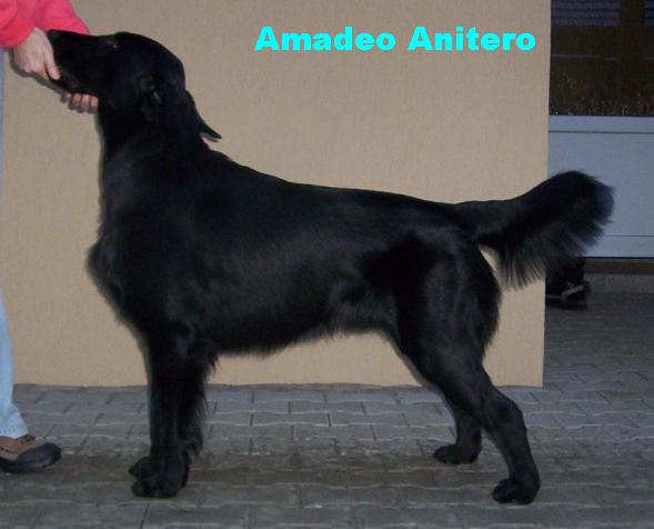 Amadeo Anitero