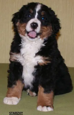 Edvard