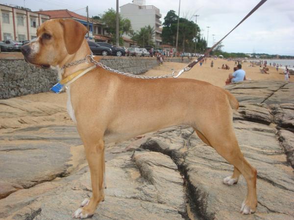 Canela do Vilar de Perdizes