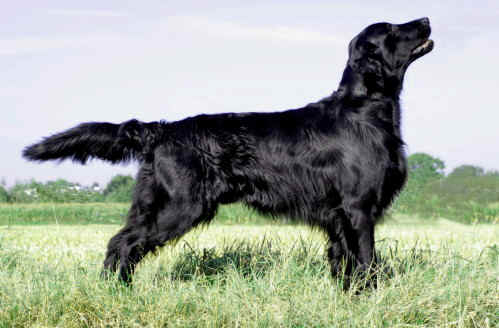Huntlover's Olympic Gold Winner