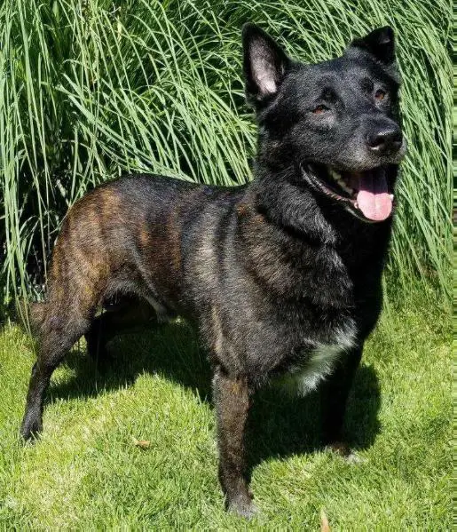 Metro K9's Billy Idol