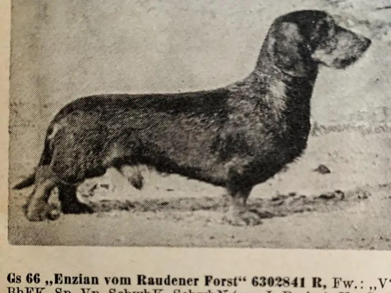 Enzian vom Raudener Forst