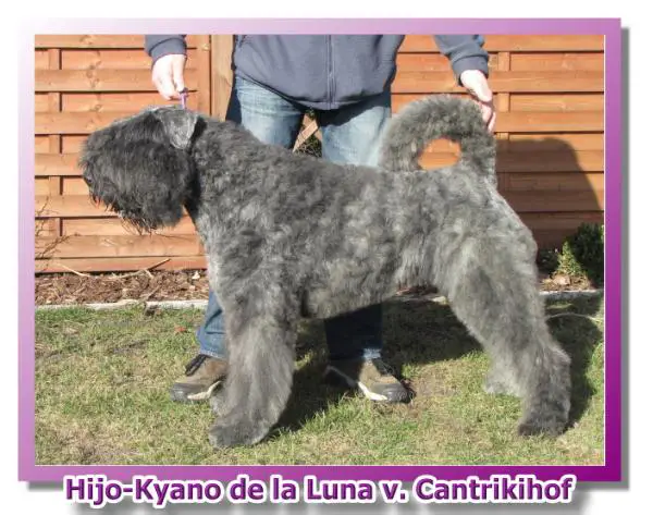 Hijo Kyano de la Luna vom Cantrikihof