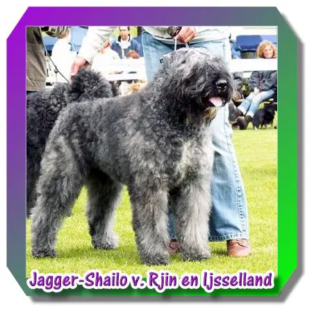 Jagger Shailo van Rijn en Ijsselland