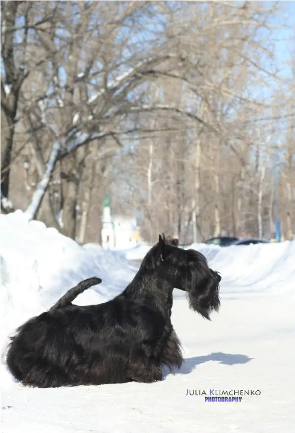 From Dash Mountain Farm's Morris