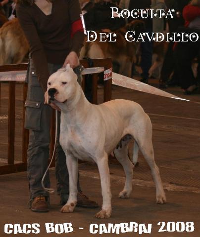 Pocuita del cavdillo