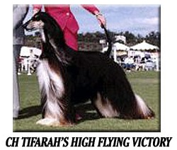 Tifarah Hi-Flying Victory
