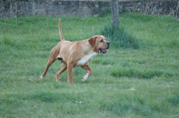 flash des chasseurs des grands pres