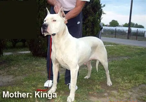 kinga